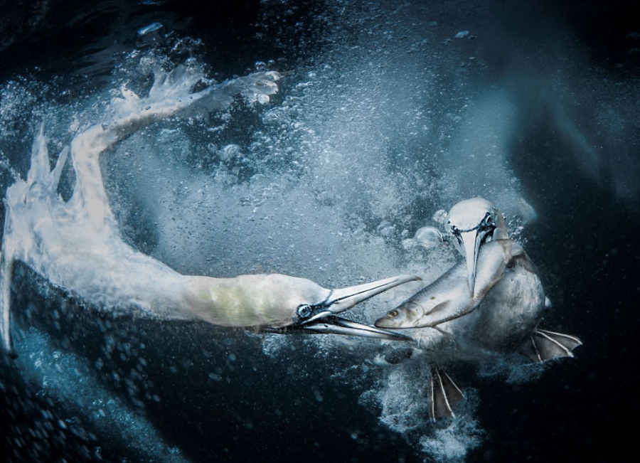 Дэлхийн байгалийн шилдэг гэрэл зургуудыг шалгаруулжээ