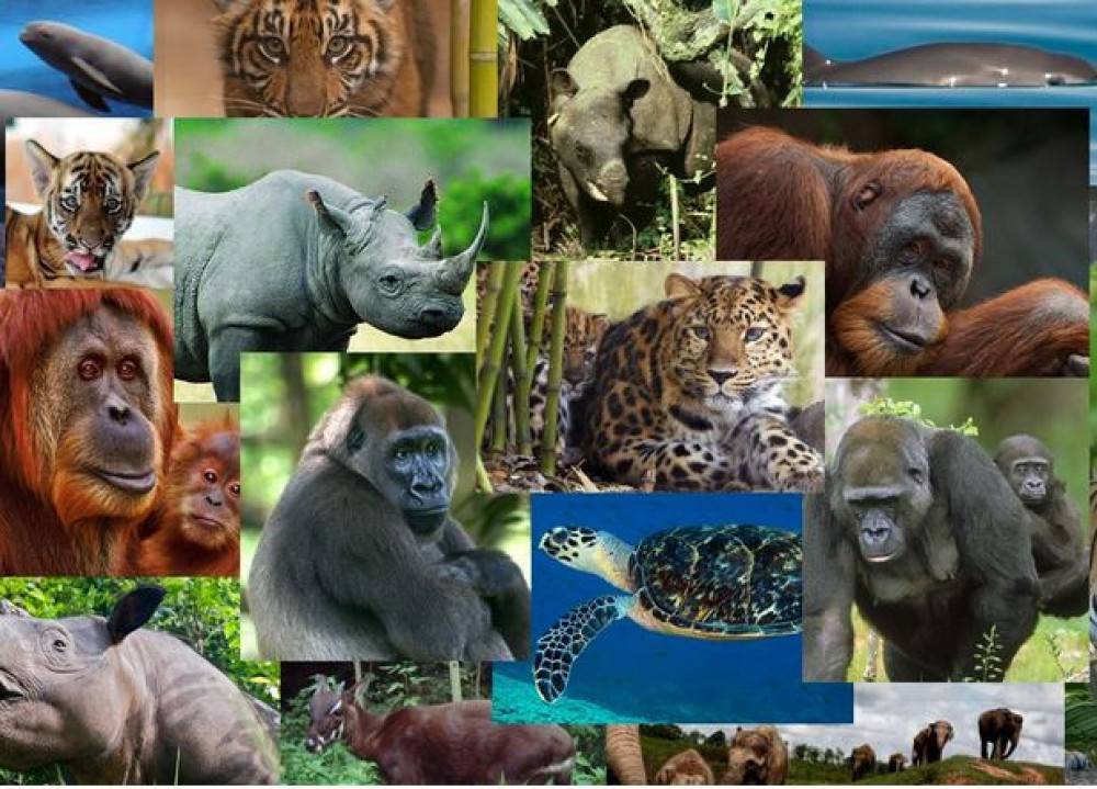 Зэрлэг амьтдын тоо 73%-иар буурчээ